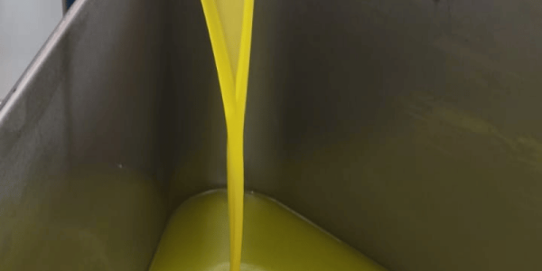 Come riconoscere un olio extravergine di oliva di qualità: la guida completa per scegliere il meglio